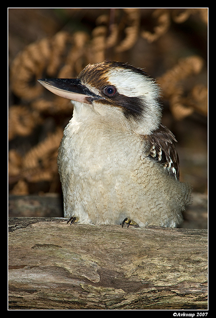 kookaburra209