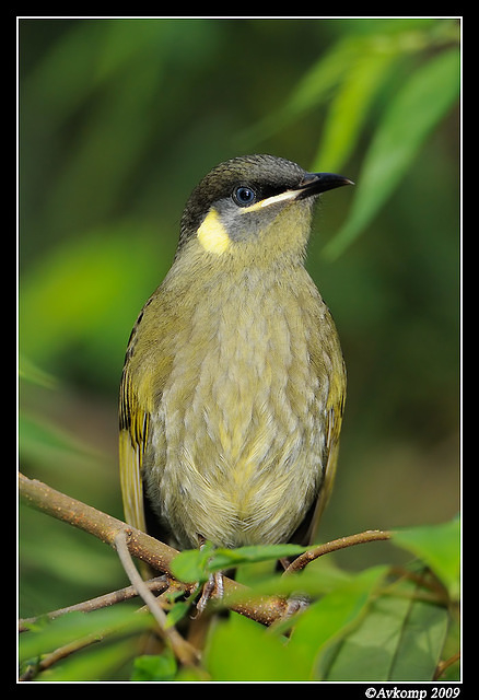 lewins honey eater 3999