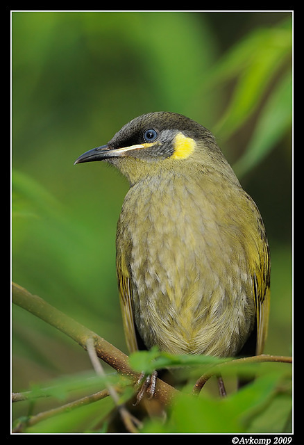 lewins honey eater 4001