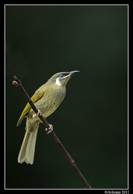 lewins honeyeater0148