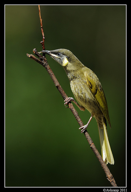 lewins honeyeater0158