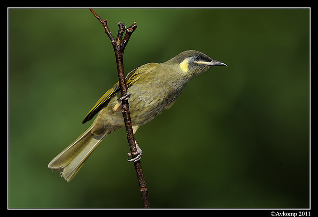 lewins honeyeater0159