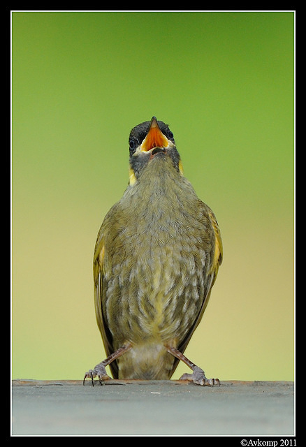 lewins honeyeater0160