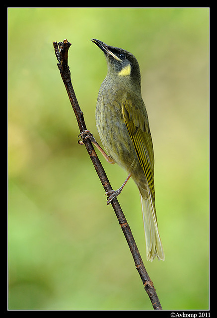 lewins honeyeater0164