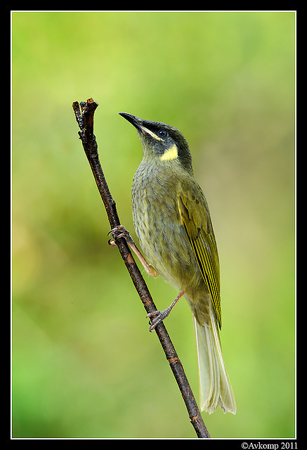 lewins honeyeater0167