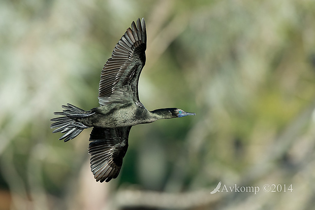 little black cormorant 12724