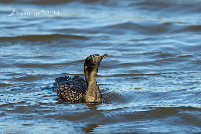 little black cormorant 12729