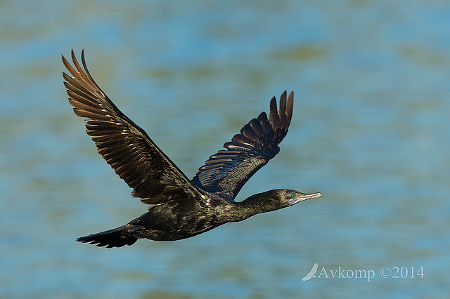 little black cormorant 13869