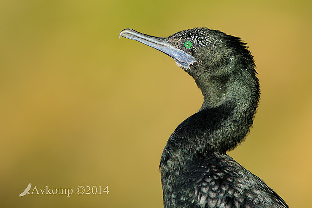 little black cormorant 16529 smart sharpen