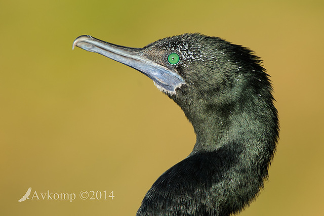 little black cormorant 16530