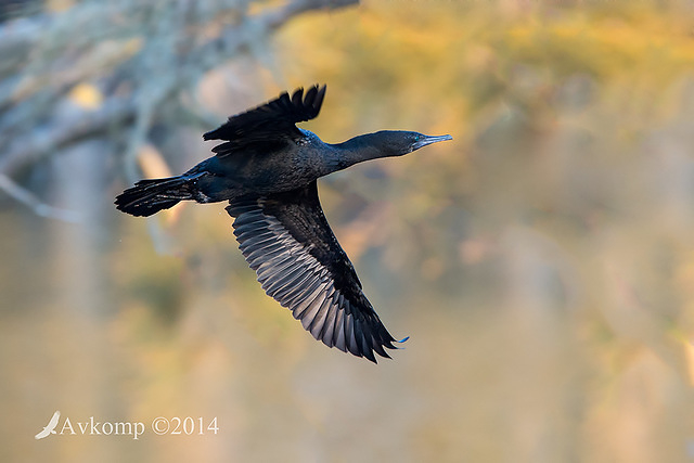 little black cormorant 16875