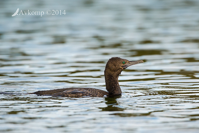 little black cormorant 17431