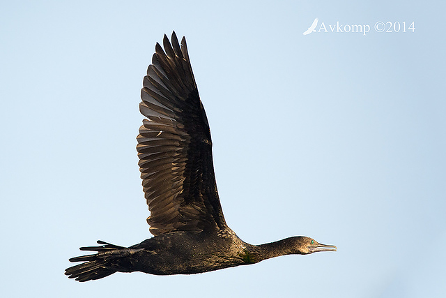 little black cormorant 17780