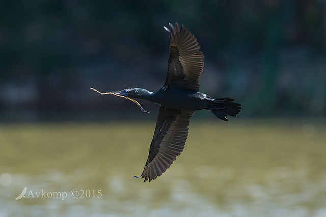 little black cormorant 19127