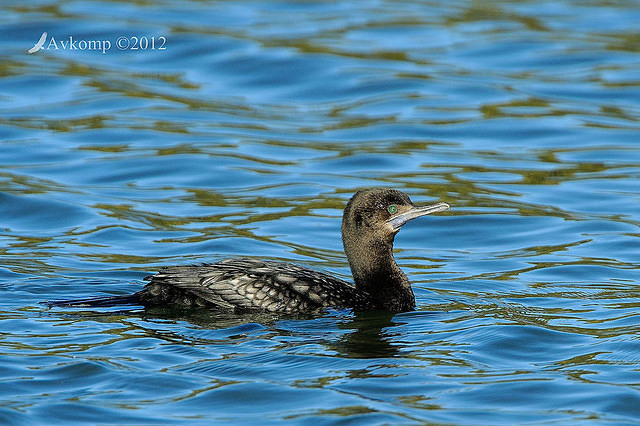 little black cormorant 3928