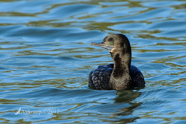 little black cormorant 3930