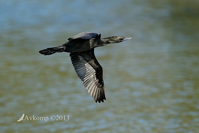 little black cormorant 6733