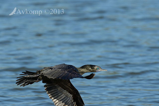 little black cormorant 6740