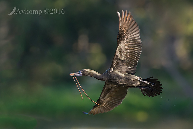 little black cormorant 7448