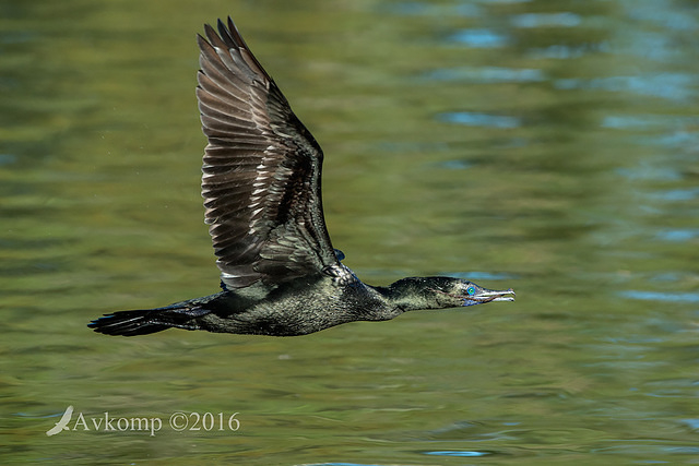 little black cormorant 7453