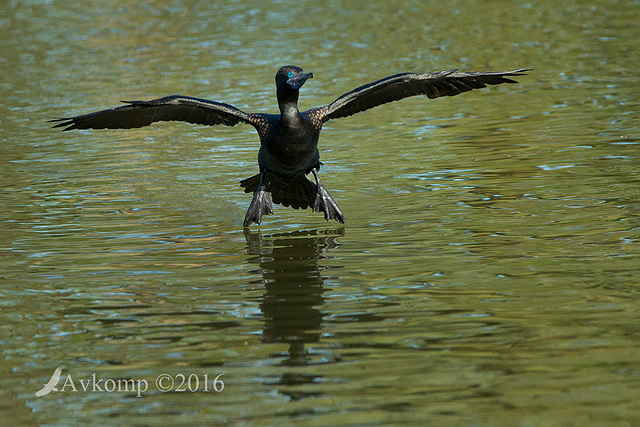 little black cormorant 7461