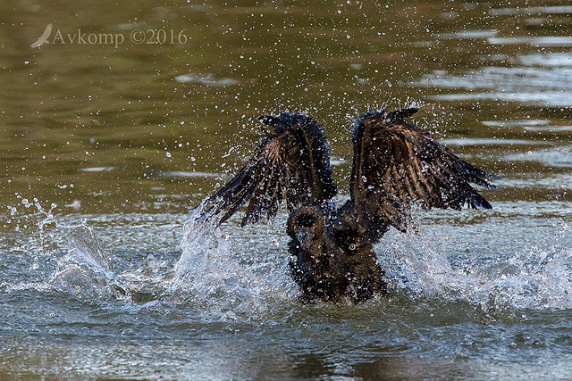 little black cormorant 7478