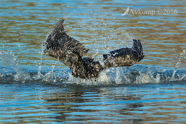 little black cormorant 7889