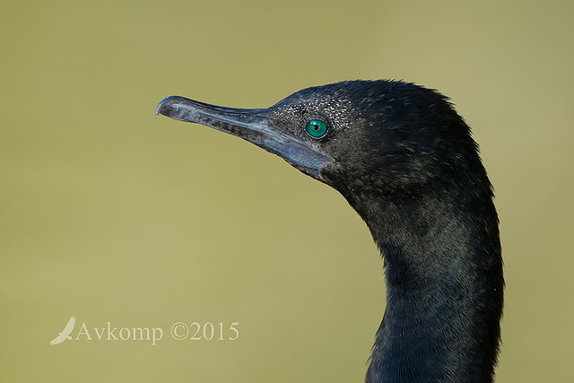 little black cormorant1288