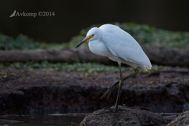 little egret 12771