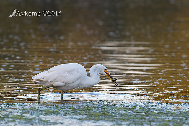 little egret 18981