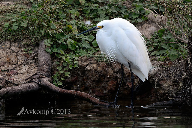 little egret 6803