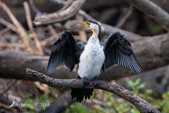 little pied cormorant 15674