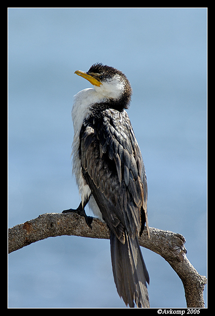 little pied cormorant 1