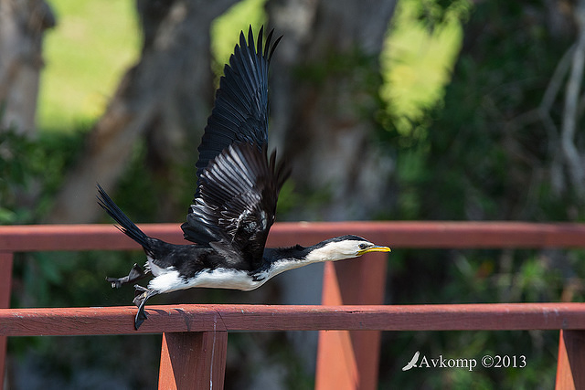 little pied cormorant 10586