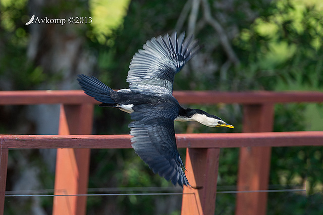 little pied cormorant 10588