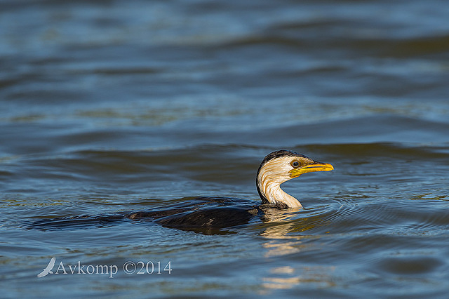 little pied cormorant 11827