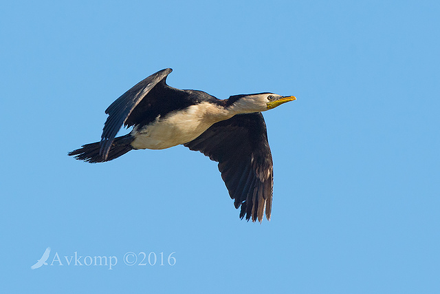 little pied cormorant 12212