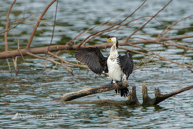 little pied cormorant 14776