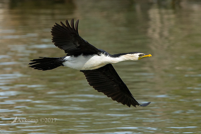 little pied cormorant 14787