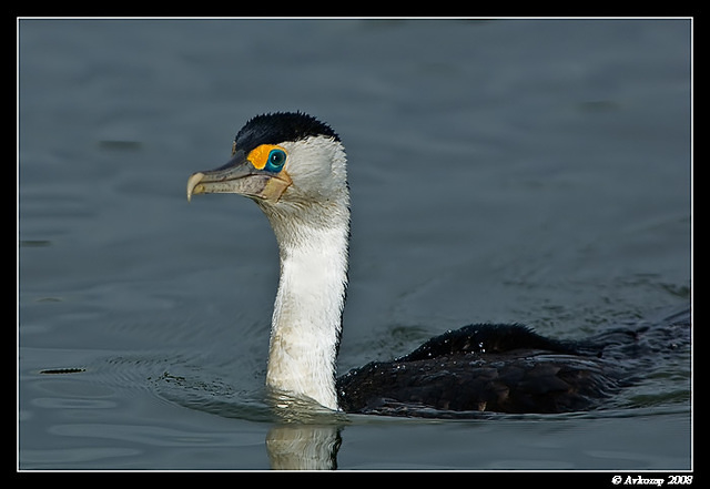 little pied cormorant 1483