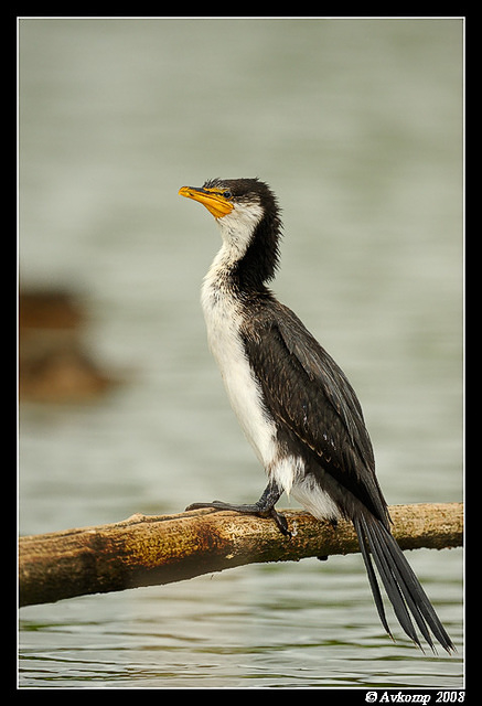 little pied cormorant 1493