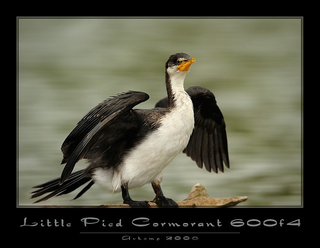 little pied cormorant 1495 copy