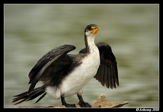 little pied cormorant 1495