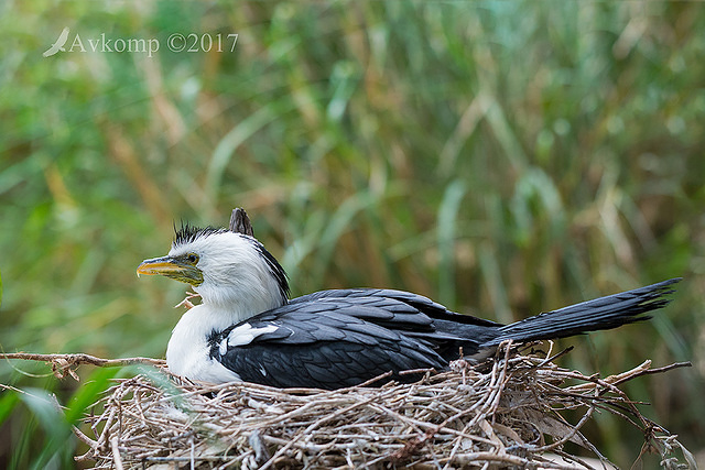 little pied cormorant 15272