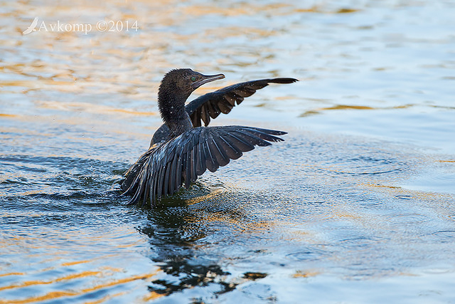 little pied cormorant 15310