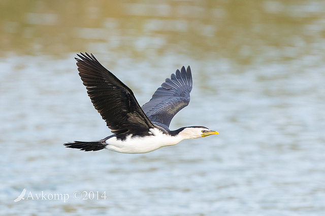 little pied cormorant 17420