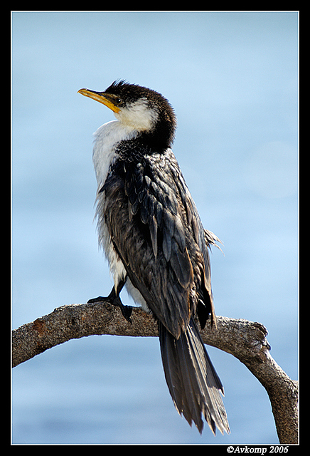 little pied cormorant 2