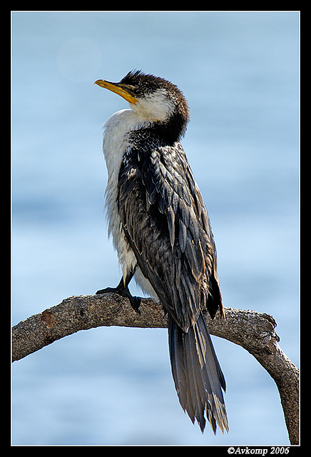 little pied cormorant 3