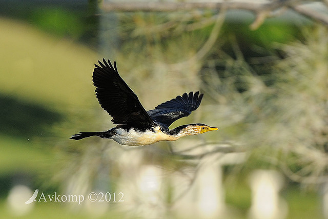 little pied cormorant 5471