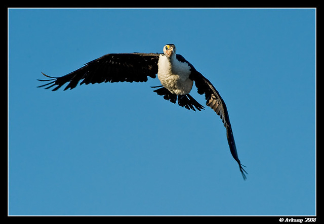 little pied cormorant0338